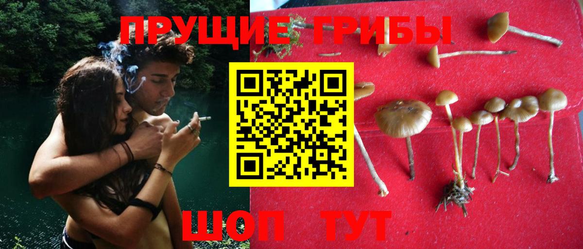 Галлюциногенные грибы GOLDEN TEACHER  Вход с VPN  Псилоцибиновые грибы GOLDEN TEACHER  Нефтекумск 